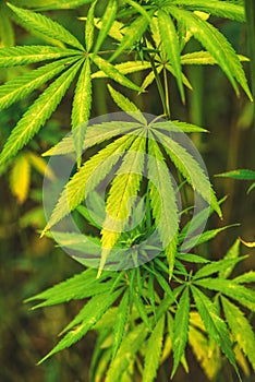 Cultivated industrial marijuana hemp in field