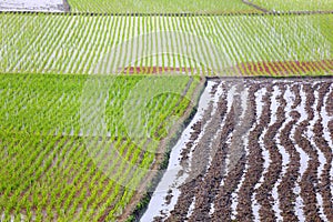 Cultivated land