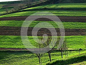 Obrábaná pôda s ovocnými stromami