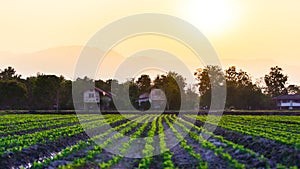 Cultivated land in a rural landscape