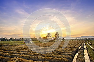 Cultivated land in a rural landscape at sunset