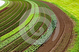 Cultivated land with vegetable patches photo