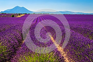 Cultivated lavender rows in Valensole plateau, Provence, France