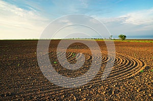 Cultivated meadow