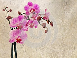 Cultivated orchid closeup on rustic background