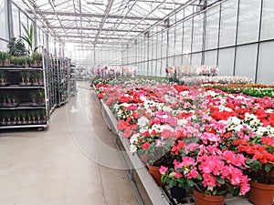 Cultivated ornamental flowers growing in a commercial plactic foil covered horticulture greenhouse