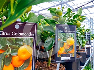 Cultivated ornamental flowers growing in a commercial plactic foil covered horticulture greenhouse