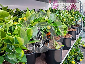 Cultivated ornamental flowers growing in a commercial plactic foil covered horticulture greenhouse