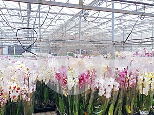 Cultivated ornamental flowers growing in a commercial plactic foil covered horticulture greenhouse