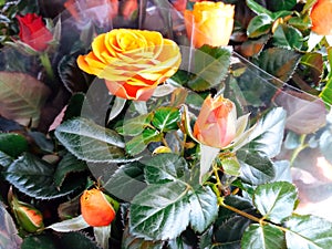 Cultivated ornamental flowers growing in a commercial plactic foil covered horticulture greenhouse