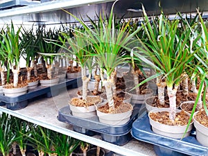 Cultivated ornamental flowers growing in a commercial plactic foil covered horticulture greenhouse