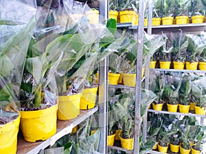 Cultivated ornamental flowers growing in a commercial plactic foil covered horticulture greenhouse