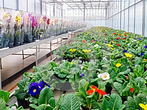 Cultivated ornamental flowers growing in a commercial plactic foil covered horticulture greenhouse