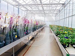 Cultivated ornamental flowers growing in a commercial plactic foil covered horticulture greenhouse