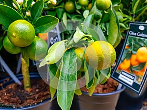 Cultivated ornamental flowers growing in a commercial plactic foil covered horticulture greenhouse