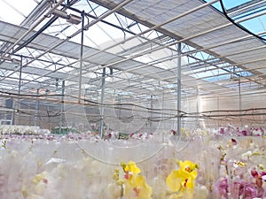 Cultivated ornamental flowers growing in a commercial plactic foil covered horticulture greenhouse