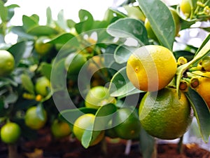 Cultivated ornamental flowers growing in a commercial plactic foil covered horticulture greenhouse