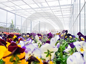 Cultivated ornamental flowers growing in a commercial plactic foil covered horticulture greenhouse