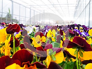 Cultivated ornamental flowers growing in a commercial plactic foil covered horticulture greenhouse