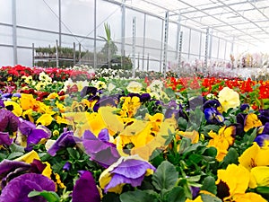 Cultivated ornamental flowers growing in a commercial plactic foil covered horticulture greenhouse