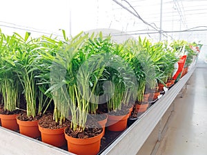 Cultivated ornamental flowers growing in a commercial plactic foil covered horticulture greenhouse