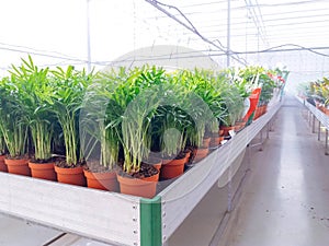 Cultivated ornamental flowers growing in a commercial plactic foil covered horticulture greenhouse