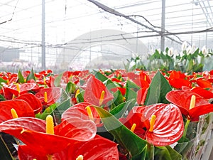 Cultivated ornamental flowers growing in a commercial plactic foil covered horticulture greenhouse