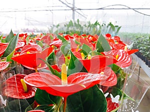 Cultivated ornamental flowers growing in a commercial plactic foil covered horticulture greenhouse