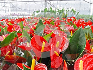 Cultivated ornamental flowers growing in a commercial plactic foil covered horticulture greenhouse