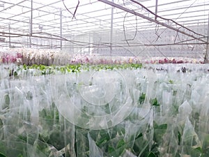 Cultivated ornamental flowers growing in a commercial plactic foil covered horticulture greenhouse