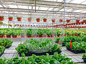 Cultivated ornamental flowers growing in a commercial plactic foil covered horticulture greenhouse