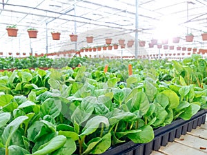 Cultivated ornamental flowers growing in a commercial plactic foil covered horticulture greenhouse