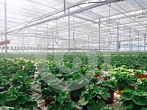 Cultivated ornamental flowers growing in a commercial plactic foil covered horticulture greenhouse