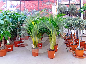 Cultivated ornamental flowers growing in a commercial plactic foil covered horticulture greenhouse