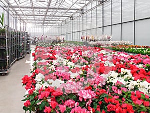 Cultivated ornamental flowers growing in a commercial plactic foil covered horticulture greenhouse