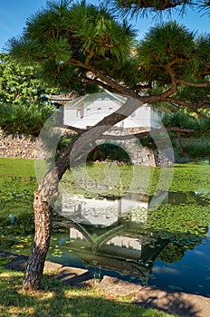 Cultivated pine trees on the background of Kikyo-bori moat around Tokyo Imperial Palace. Japan