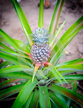 A cultivated pineapple