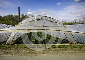 Cultivated plantation in plastic greenhouse