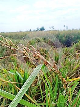 Cultivated Plants rice