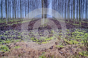 Cultivated poplar forest. Color image