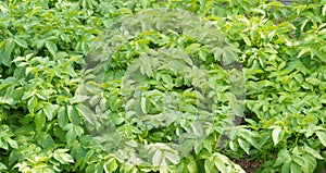 Cultivated potato plants agriculture background