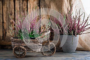 Cultivated potted pink calluna vulgaris or common heather flowers standing on wooden background