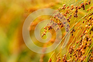 Cultivated proso millet