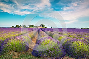 Cultivated purple lavender fields and rural landscape, Valensole, Provence, France