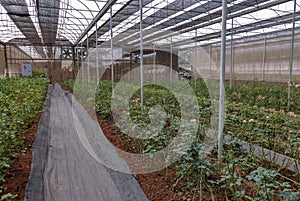 Cultivated roses rows in glasshouse in daytime in rural area for agritourism, agrotourism, plantation, work, agriculture