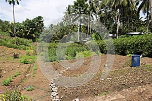 Cultivated soil ready for pplanting of forest trees.