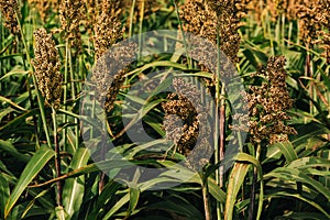 Cultivated sorghum field