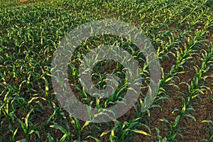 Cultivated sorghum field in sunset