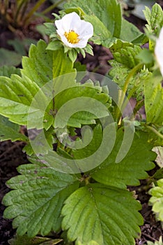 Cultivated Strawberry flower - Fragaria ananassa