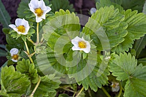 Cultivated Strawberry flower - Fragaria ananassa